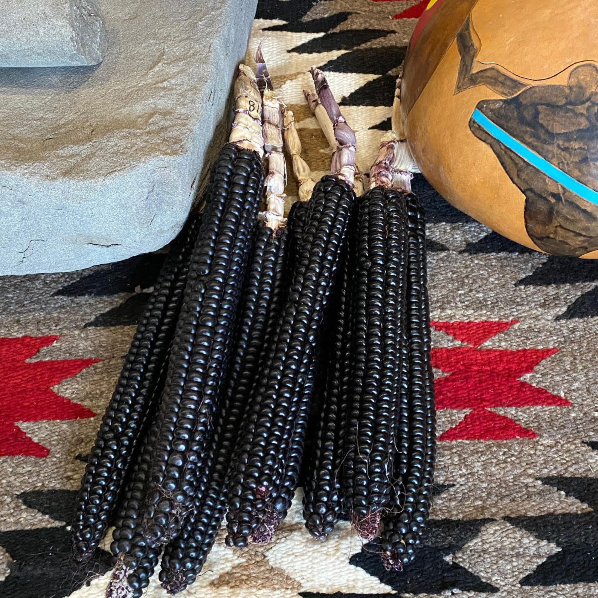 Montana Morado Maize Corn Seeds for Planting - 1 Lb ~1,440 Seeds - Dent Corn